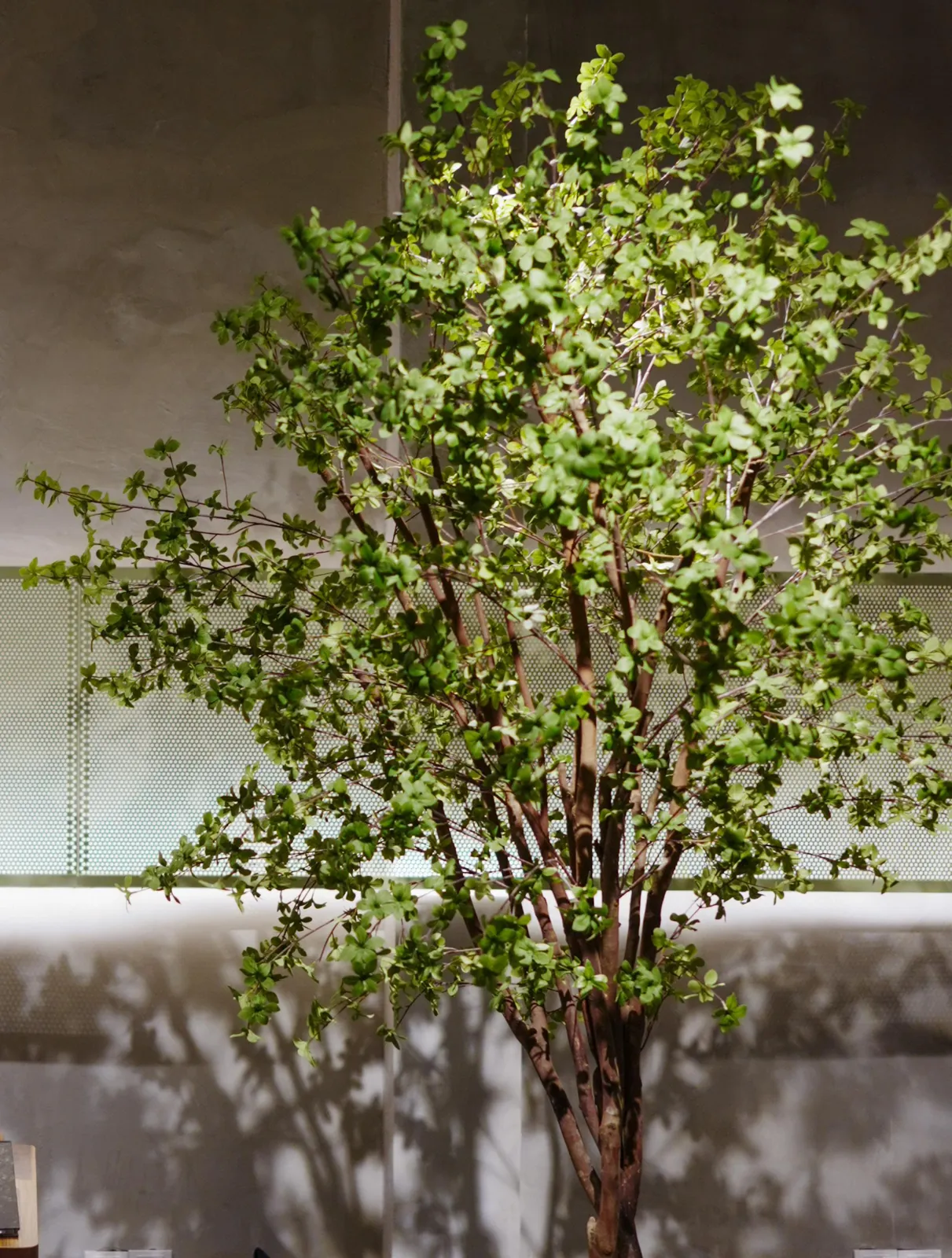 Indoor greenery and rustic decor at DULU-DULU KL cafe